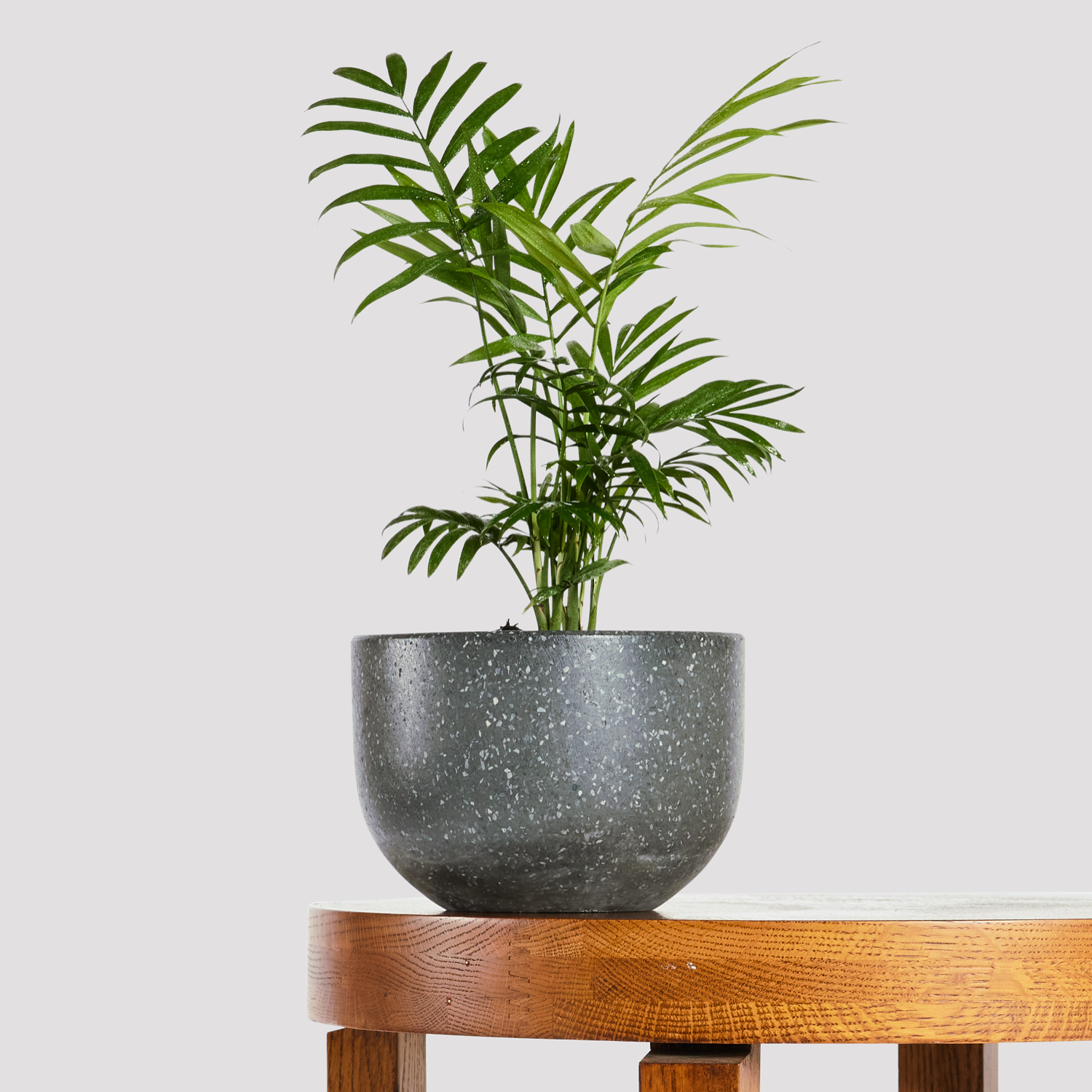 Bamboo Parlor Palm in Pierre Terrazzo Pot Black from The Good Plant Co