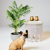 Bamboo Parlor Palm Indoor Plant in Pierre Grey Pot next to Morrocan Table The Good Plant Co