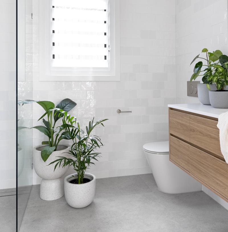 Bathroom Plant Collection