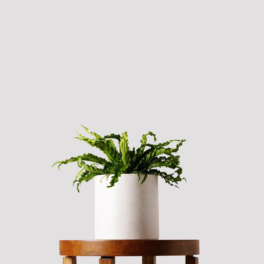 Birds Nest Fern Indoor Plant in Jardin White Pot on Table The Good Plant Co