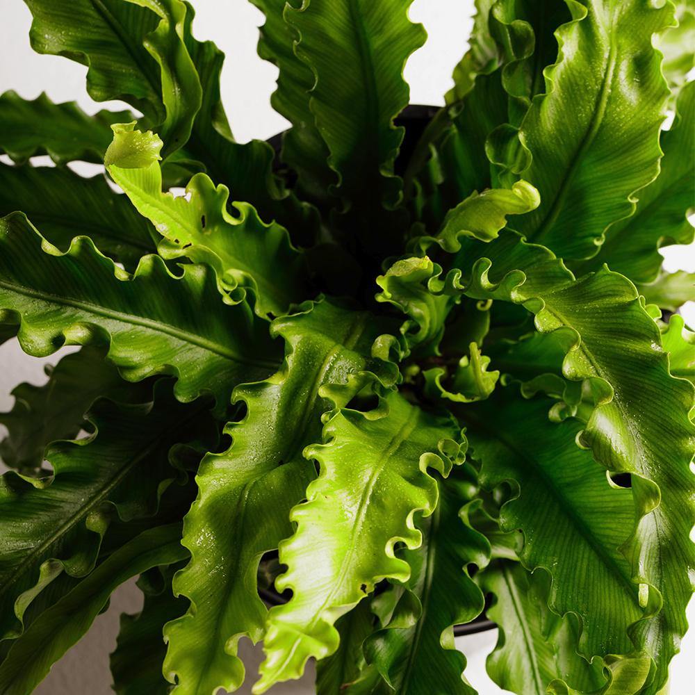 Birds Nest Fern Indoor Plant Leaf at The Good Plant Co