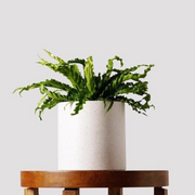 Birds Nets Fern in White Pot