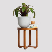 Bromeliad Indoor Plant in Pierre Grey Pot on Table The Good Plant Co