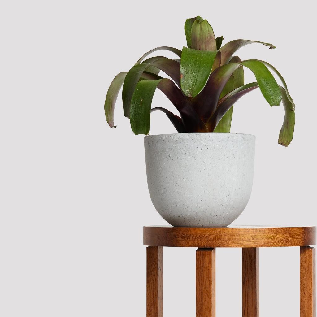 Pierre Terrazzo Plant Pots Grey with Imperial Bromeliad