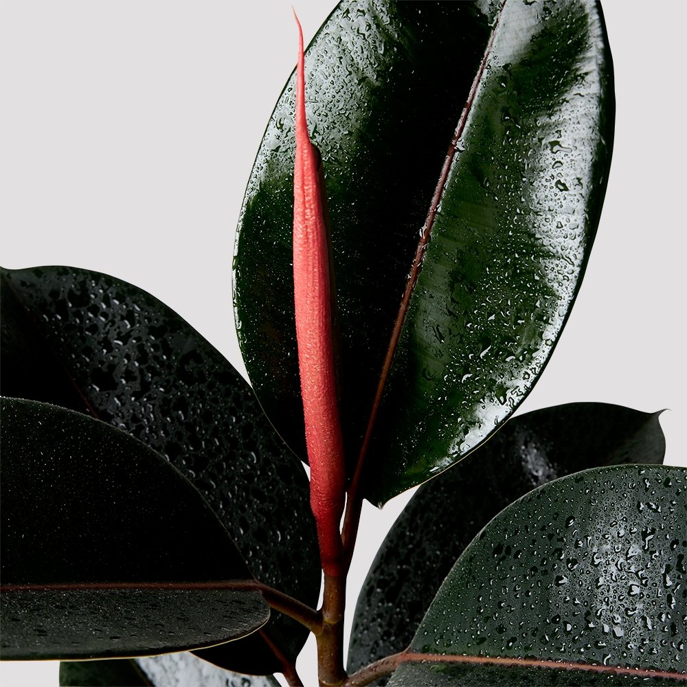 Dark Green Rubber Tree indoor plant leaf with Red Flower