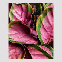 Calathea Rosey Indoor Plant Leaf The Good Plant Co