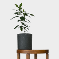 Coffee Plant in Jardin Terrazzo Pot Black from The Good Plant Co