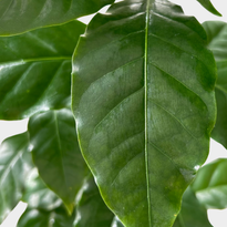 Coffee Plant Leaf from The Good Plant Co