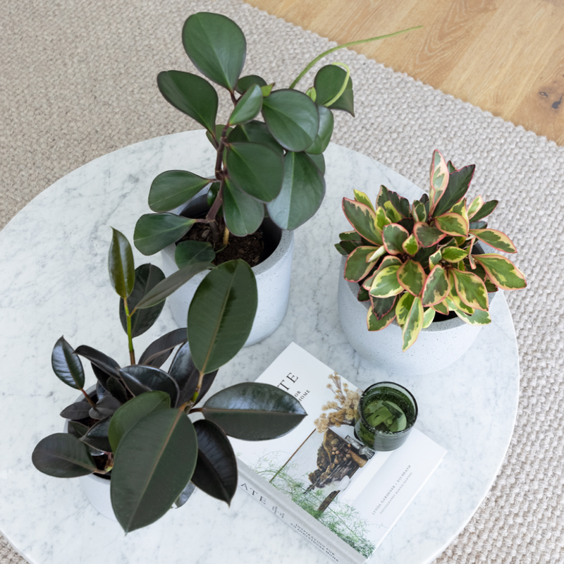 Coffee Table Plant Collection