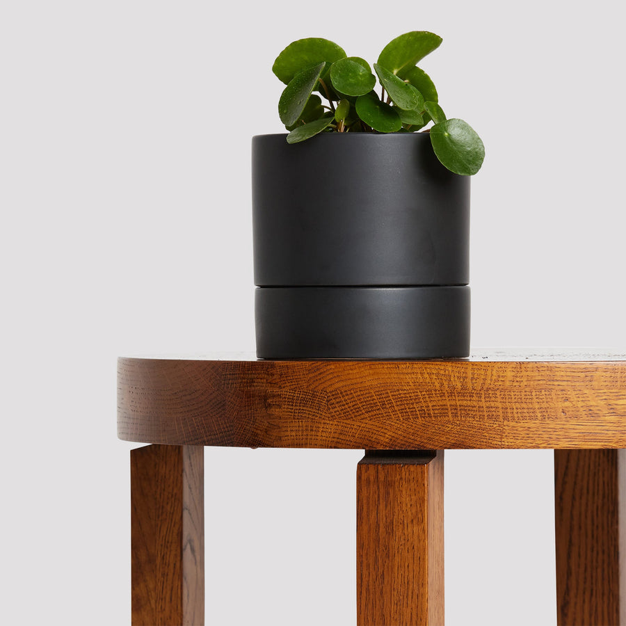 Cooper Pot Black Indoor Plant with Chinese Money Plant at The Good Plant Co