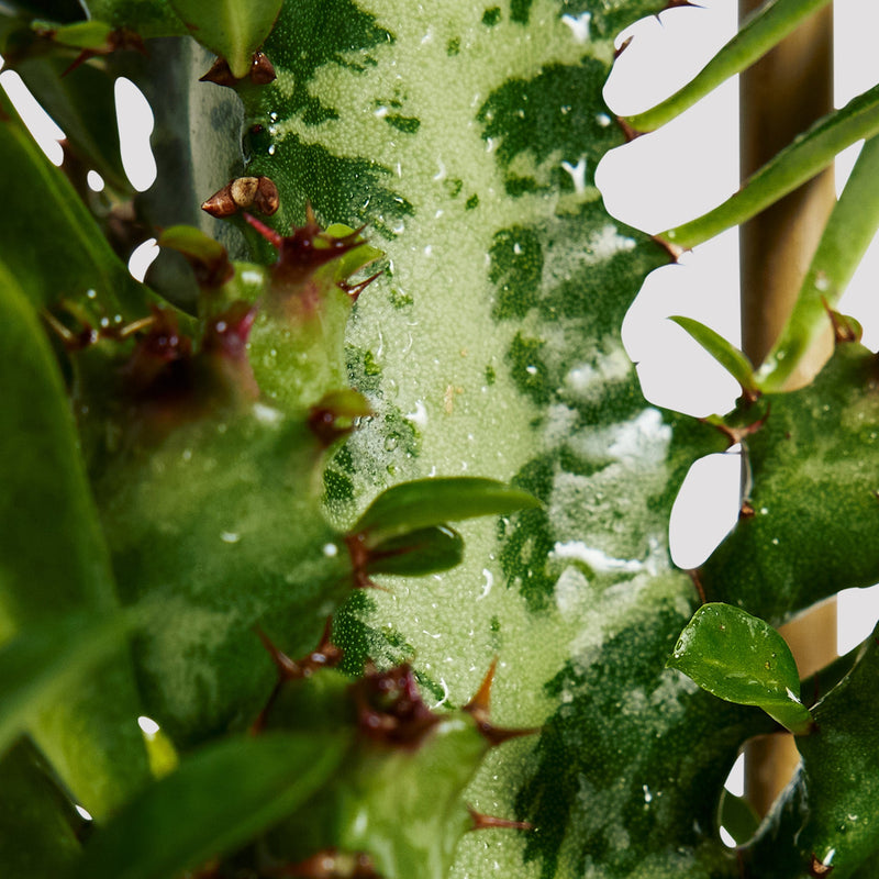 Cowboy Cactus Indoor Plant Leaf at The Good Plant Co