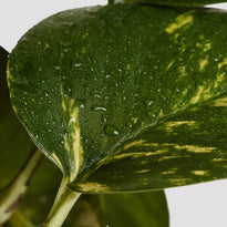 Pothos Devil's Ivy Leaf