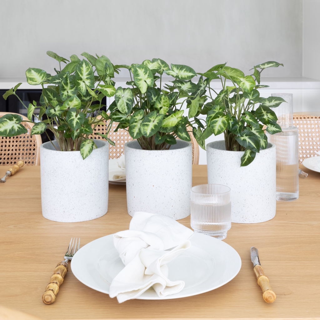 Plant decor showcasing indoor plants in white pots on a dining room table 