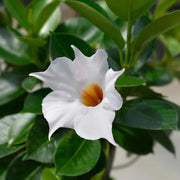 Dipladenia My Fair Lady