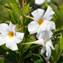 Dipladenia My Fair Lady