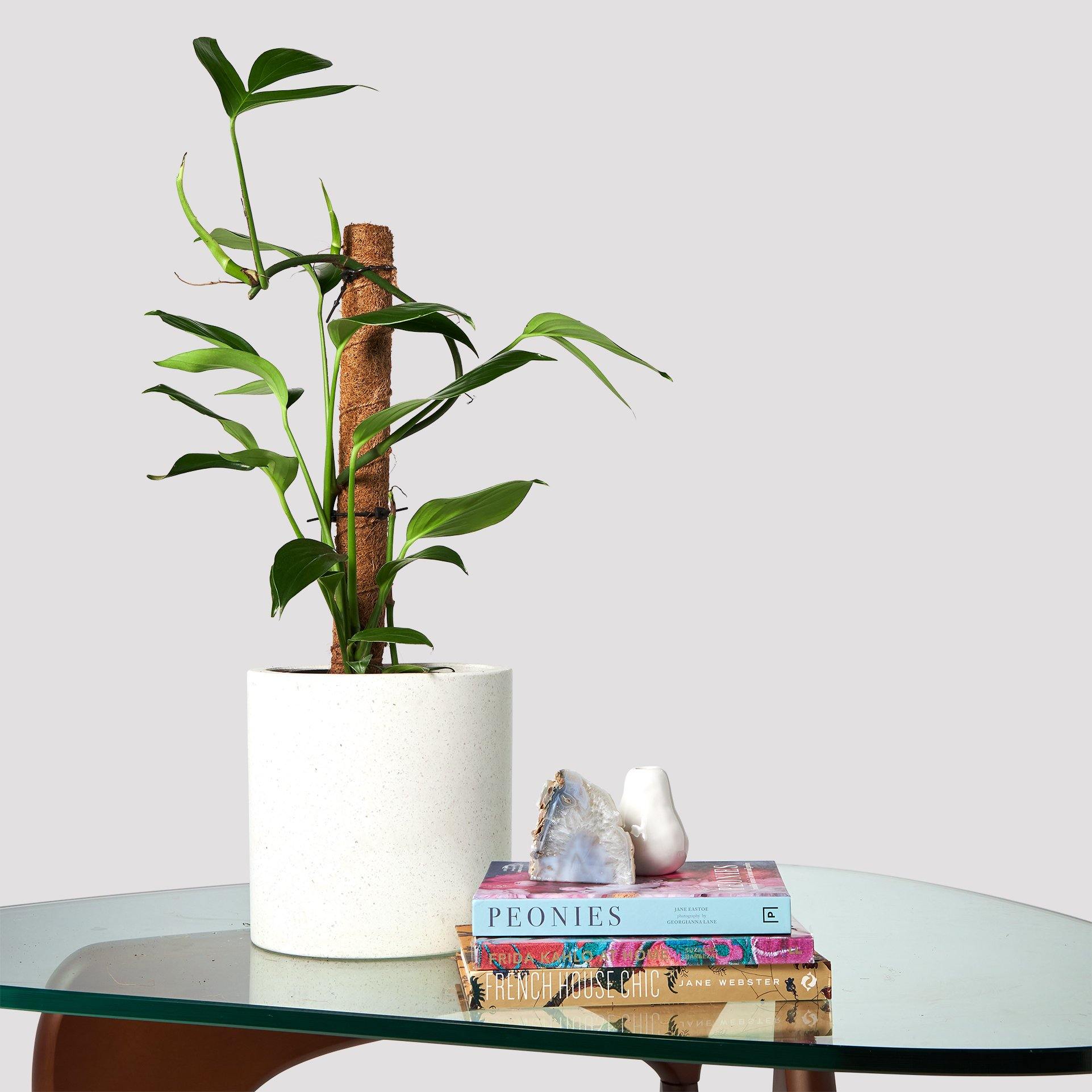 Dragon Tail Totem in Jardin White Pot on Table The Good Plant Co