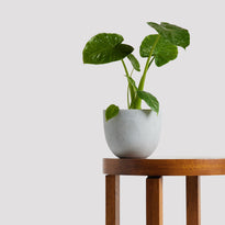 Dwarf Elephant Ears Indoor Plant in Pierre Grey Pot at The Good Plant Co