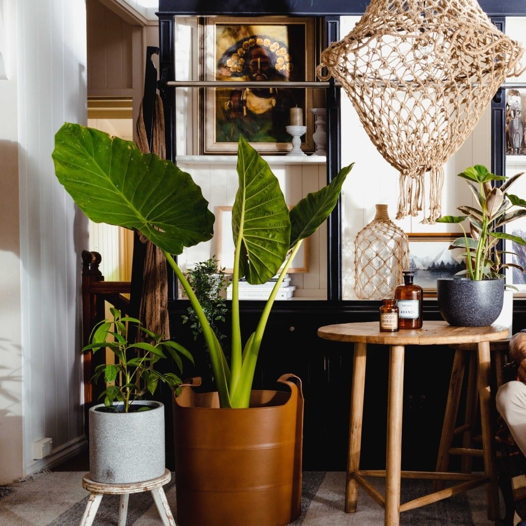 Elephant Ears in living room