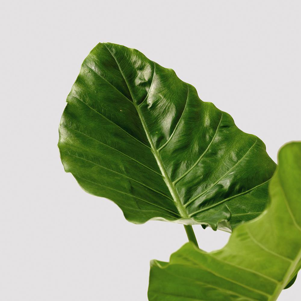 Elephant Ears plant leaf