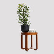 Ficus Alii Indoor Plant in Pierre Black Pot on Table The Good Plant Co