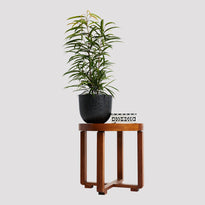 Ficus Alii Indoor Plant in Pierre Black Pot on Table The Good Plant Co