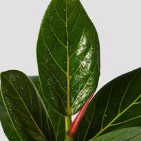 Ficus Audrey indoor plant leaf