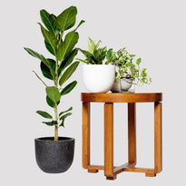 Ficus Audrey australia indoor plant in black pot
