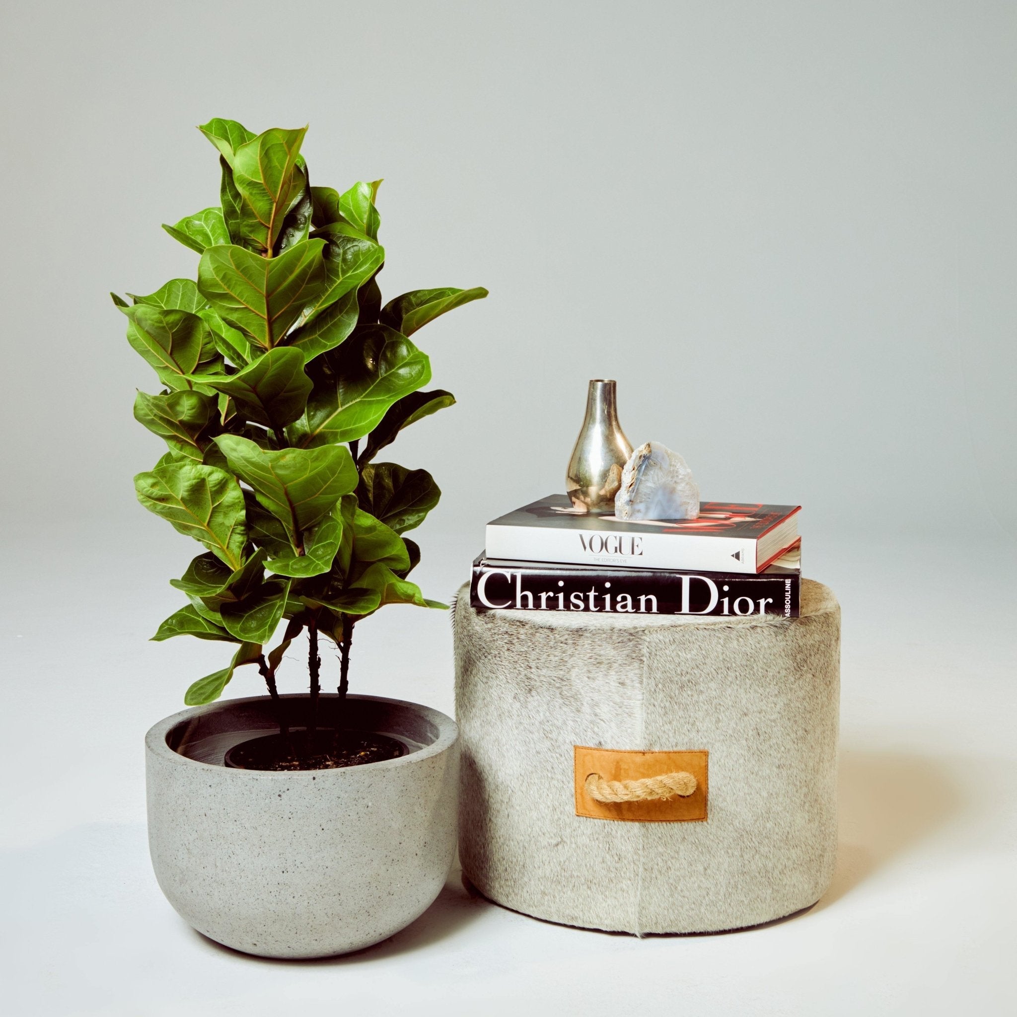 Ficus Bambino in Grey Pot at The Good Plant Co