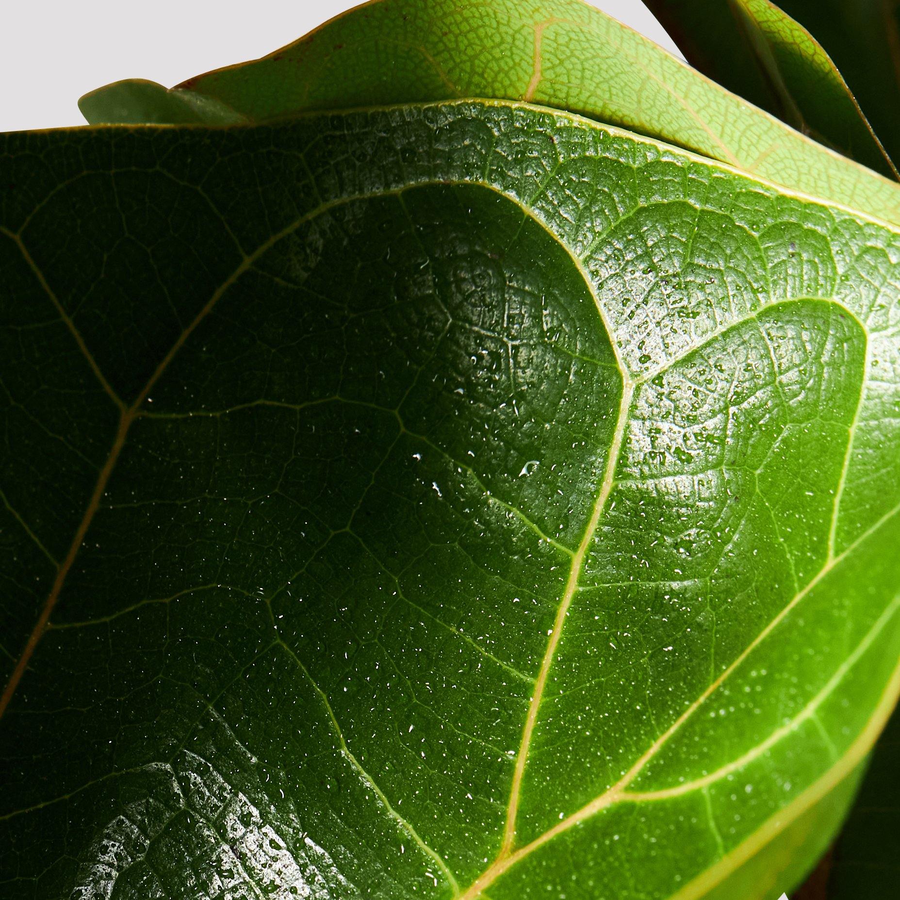 Ficus Bambino Indoor Plant Leaf at The Good Plant Co