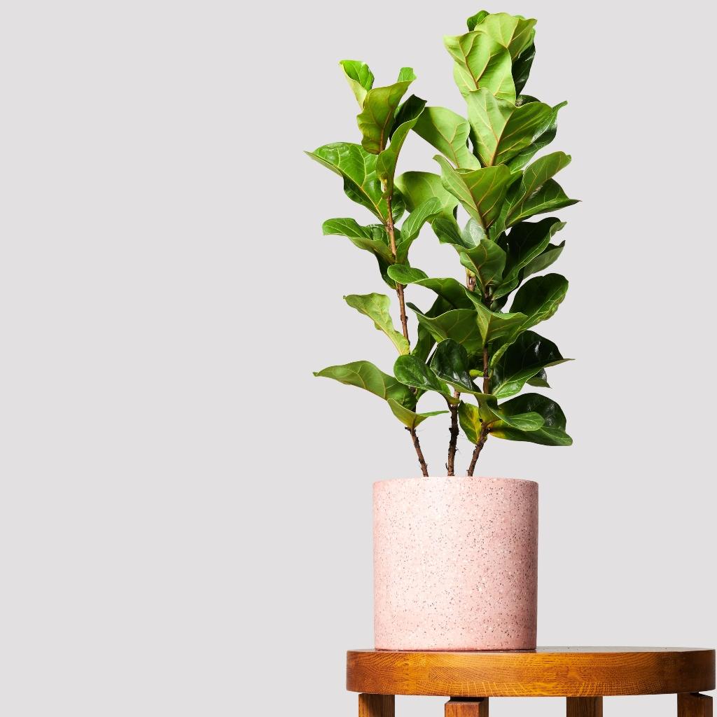 Ficus Bambino Plant and Pink Pot Set