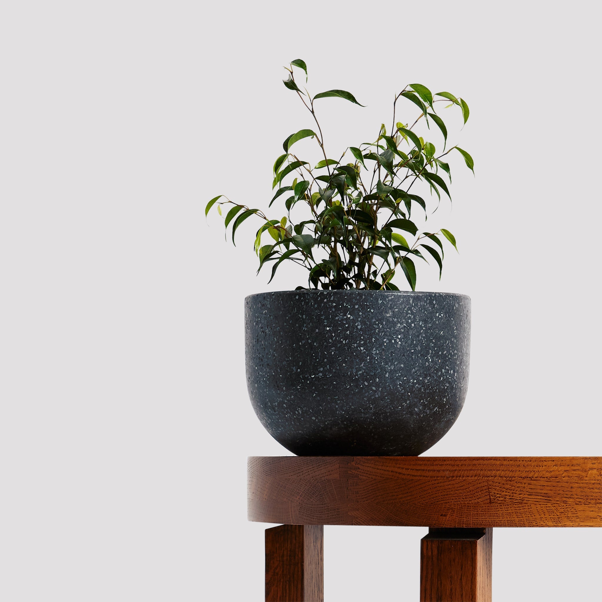 Ficus Midnight Petite Indoor Plant in Pierre Black Pot at The Good Plant Co