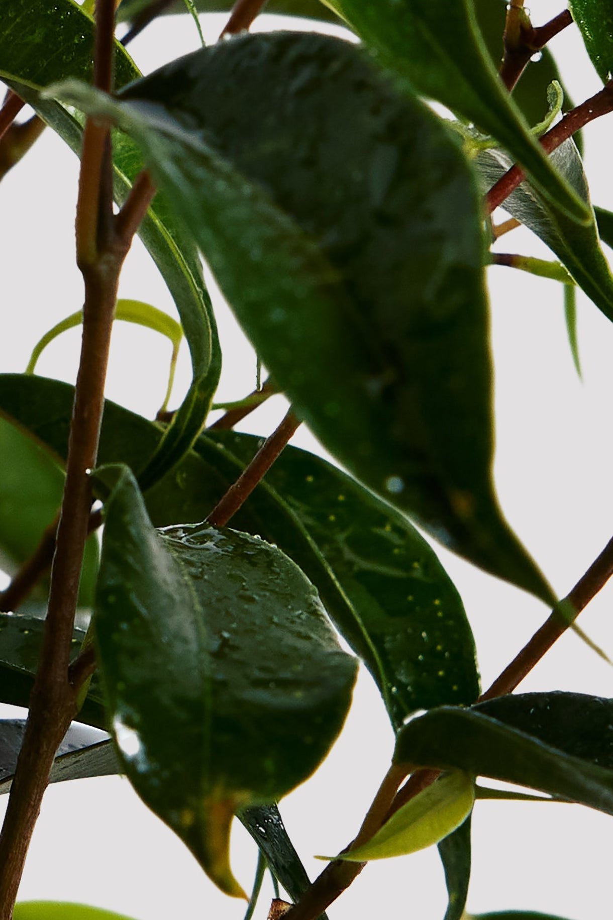 Ficus Midnight Petite Indoor Plant Leaf at The Good Plant Co