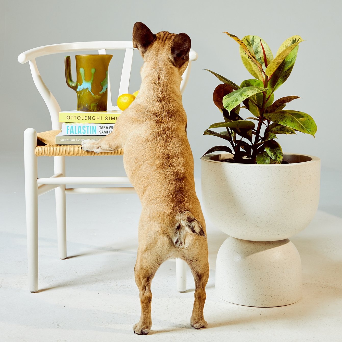 Ficus Shivereana Indoor Plant in Pierre White Pot next to Chair The Good Plant Co