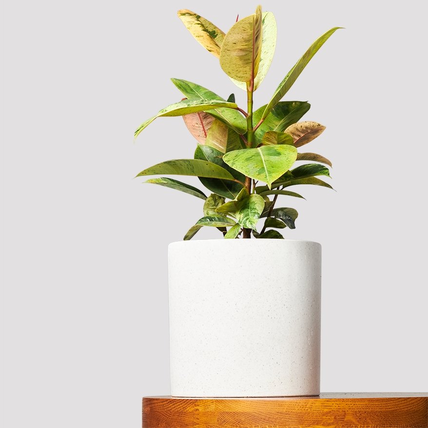 Ficus Shivereana balcony plant