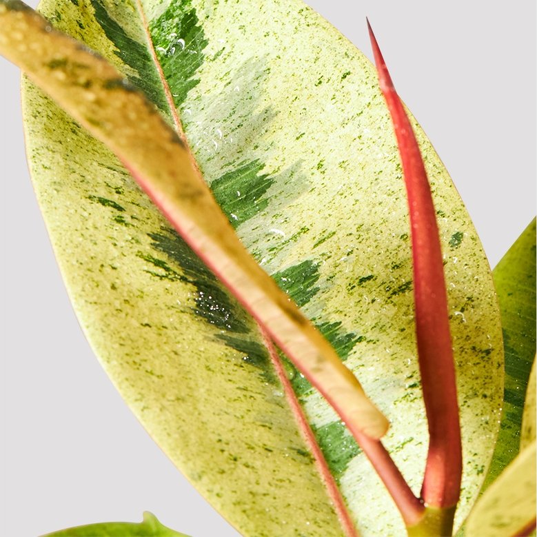 Ficus Shivereana Indoor Plant Leaf at The Good Plant Co