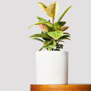 Ficus Shivereana in Jardin Terrazzo Pot in White