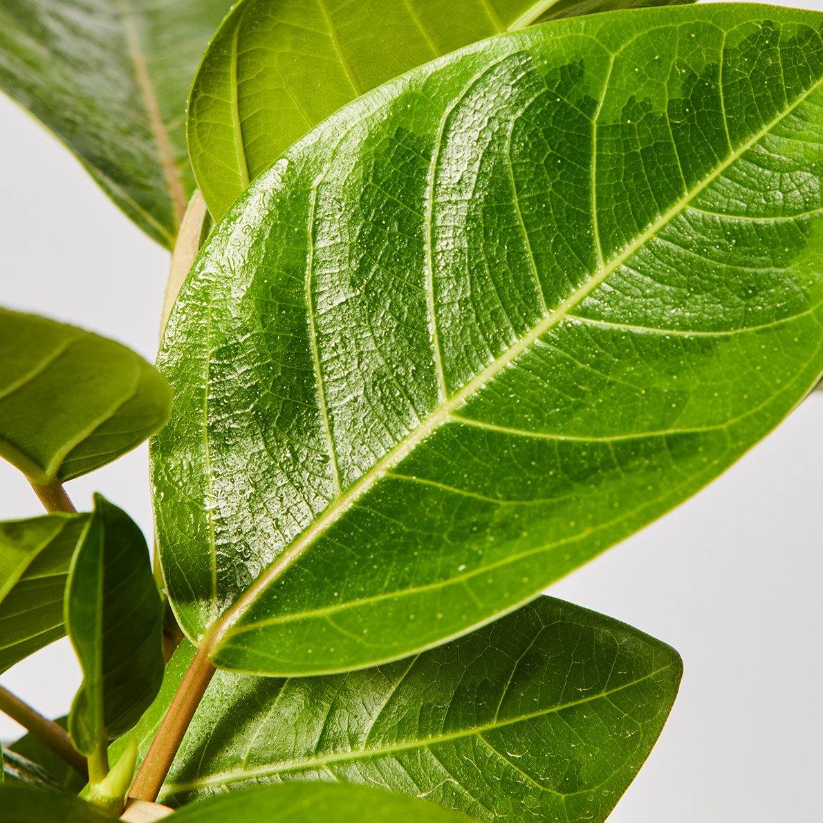 Ficus Yellow Gem Indoor Plant Leaf at The Good Plant Co