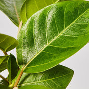 Ficus Yellow Gem Indoor Plant Leaf at The Good Plant Co