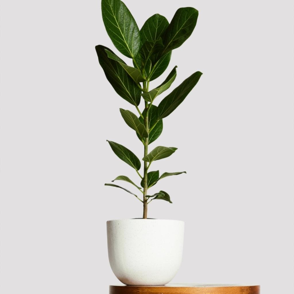 Ficus audrey plant in white pot