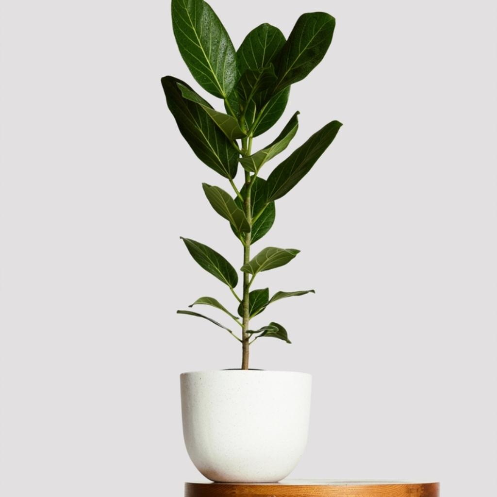ficus audrey australia Ficus Audrey Australia