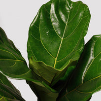Fiddle Leaf Fig leaf from The Good Plant Co