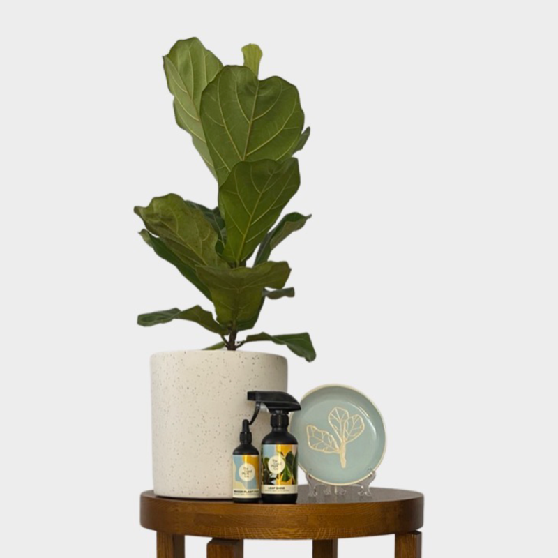 Fiddle Leaf Blue Trinket Dish with live Fiddle Leaf Fig Indoor Plant 