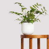 Floré Pot – White Indoor Plant with Holly Fern on Table The Good Plant Co