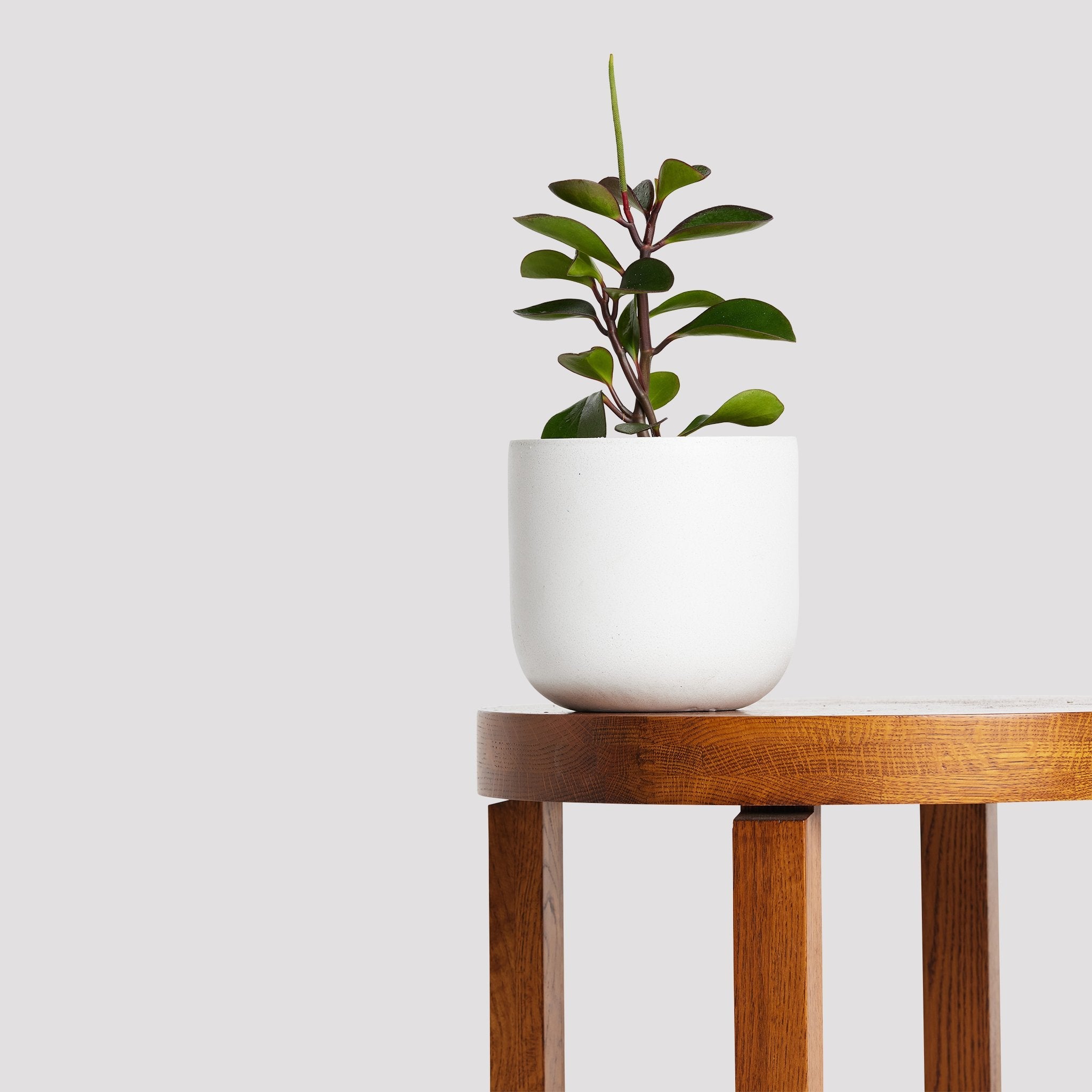 Floré Pot – White Indoor Plant with Peperomia Red Edge on Table The Good Plant Co