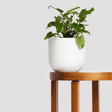 Floré Pot – White Indoor Plant with Philodendron Xanadu on Table The Good Plant Co
