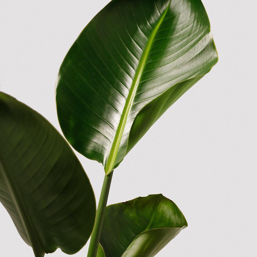 Beautiful Leaves of the Giant Bird of Paradise