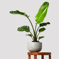 Giant Bird of Paradise plant in a grey pot, set on a timber table, showcasing tall, lush leaves