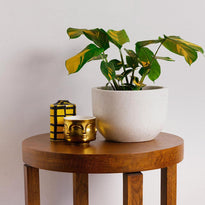 Golden Mosaic in Pierre White Pot on Table The Good Plant Co
