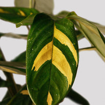 Golden Mosaic Indoor Plant Leaf at The Good Plant Co