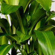 Happy Plant Indoor Plant Leaf at The Good Plant Co
